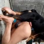 Cachorro cruzando com o garoto gay