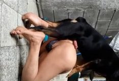 Cachorro cruzando com o garoto gay